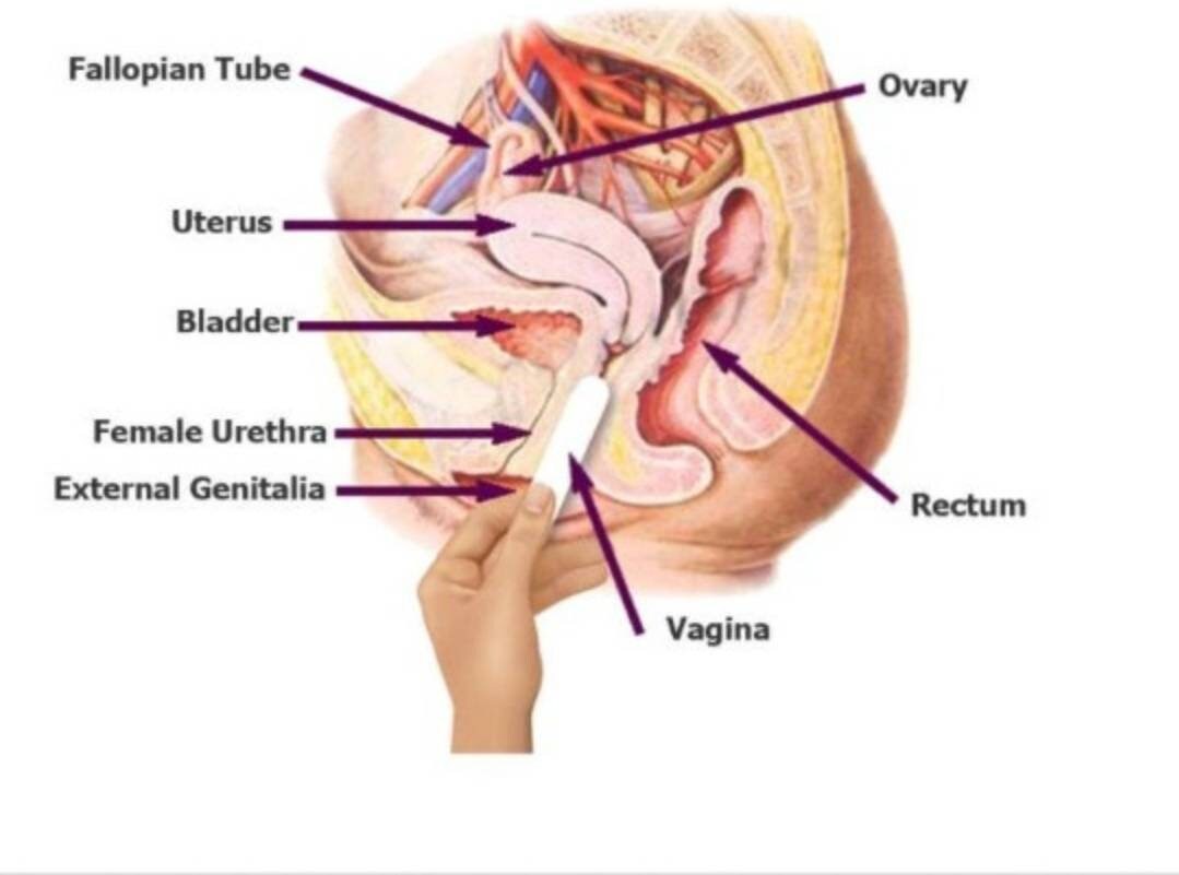 Yoni vaginale aanhaalstaaf (Madura en Detox) voor een schone en hygiënische vagina van DOLA