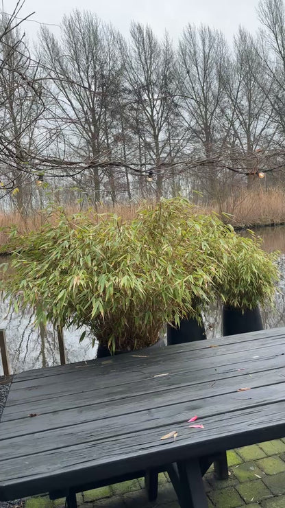 Raw Refined Shea Butter — Pure Nourishment | DOLA Soft