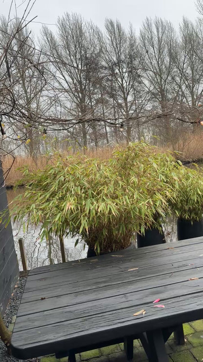 West African Soap — Traditional & Purifying | DOLA Soft